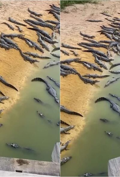 Jacarés na Transpantaneira: Vídeo de lagoa repleta de répteis gera debate nas Redes Sociais