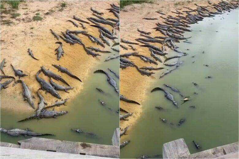 Jacarés na Transpantaneira: Vídeo de lagoa repleta de répteis gera debate nas Redes Sociais