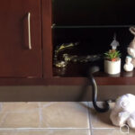 Cobra caninana faz visita inusitada em estante de sala e gera comoção nas redes sociais