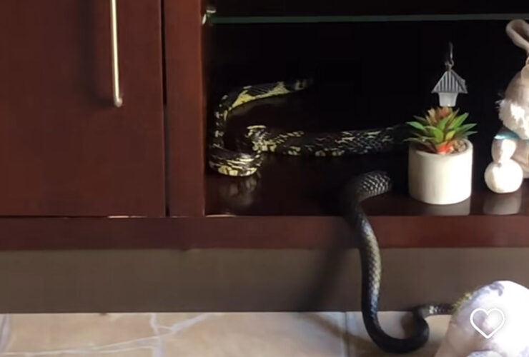 Cobra caninana faz visita inusitada em estante de sala e gera comoção nas redes sociais