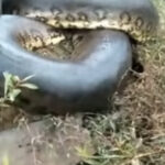 Sucuri gigante assombra ponte: vídeo viraliza e revela segredos da maior serpente brasileira