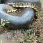 Sucuri gigante assombra ponte: vídeo viraliza e revela segredos da maior serpente brasileira