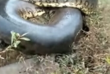 Sucuri gigante assombra ponte: vídeo viraliza e revela segredos da maior serpente brasileira