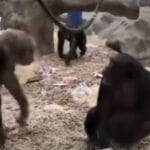 Chimpanzés se encantam com perna mecânica em vídeo viral: biólogo explica reação surpreendente