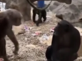 Chimpanzés se encantam com perna mecânica em vídeo viral: biólogo explica reação surpreendente