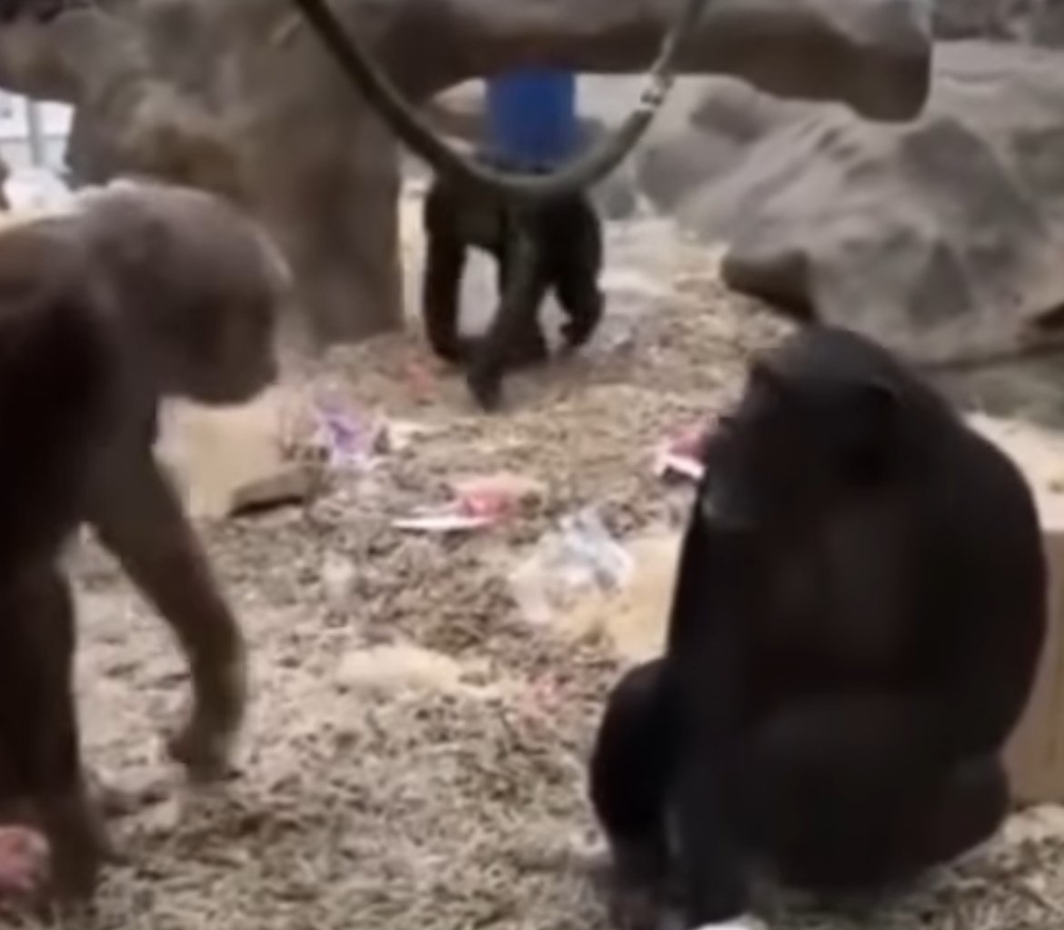 Chimpanzés se encantam com perna mecânica em vídeo viral: biólogo explica reação surpreendente