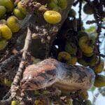 Cobra jiboia se esconde em pé de coquinho: um encontro surpreendente com a camuflagem da natureza