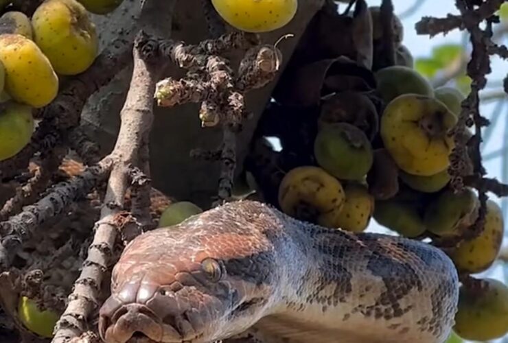 Cobra jiboia se esconde em pé de coquinho: um encontro surpreendente com a camuflagem da natureza