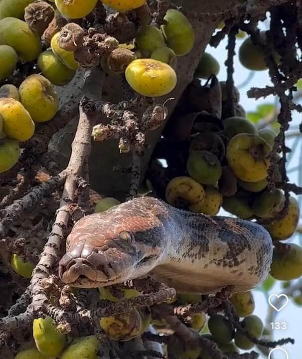 Cobra jiboia se esconde em pé de coquinho: um encontro surpreendente com a camuflagem da natureza