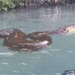 Fotógrafo registra momentos únicos com sucuri gigante no Pantanal