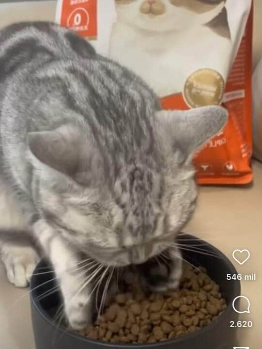 Gatinho viraliza nas redes sociais por comer ração de maneira inusitada