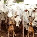 Caramelo, o "Rei do Gado" que conquistou a internet: a fama do cachorrinho que viralizou com as vacas
