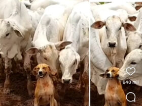 Caramelo, o "Rei do Gado" que conquistou a internet: a fama do cachorrinho que viralizou com as vacas