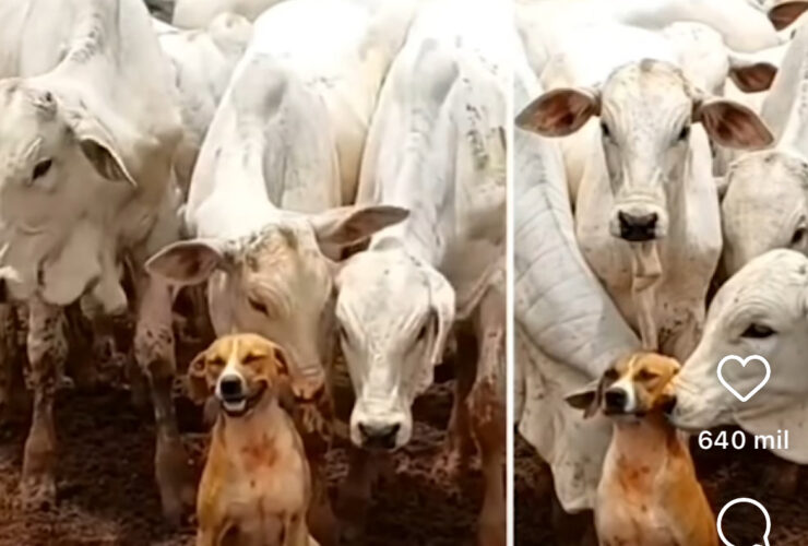 Caramelo, o "Rei do Gado" que conquistou a internet: a fama do cachorrinho que viralizou com as vacas