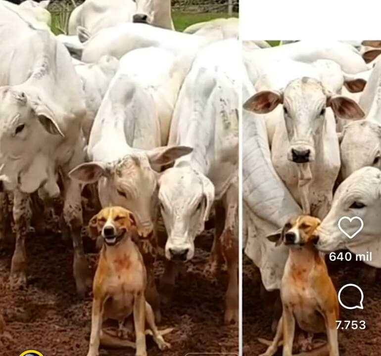 Caramelo, o "Rei do Gado" que conquistou a internet: a fama do cachorrinho que viralizou com as vacas