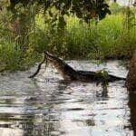 Jacaré versos sucuri no Pantanal: um cabo de guerra reptiliano!