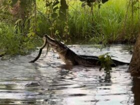 Jacaré versos sucuri no Pantanal: um cabo de guerra reptiliano!