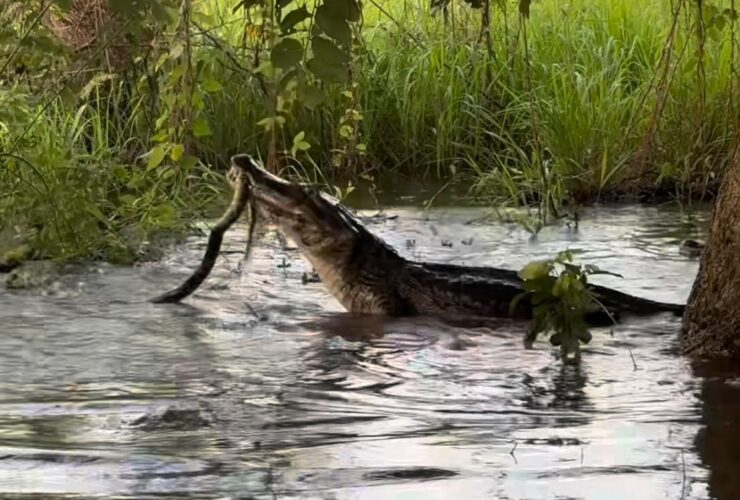 Jacaré versos sucuri no Pantanal: um cabo de guerra reptiliano!