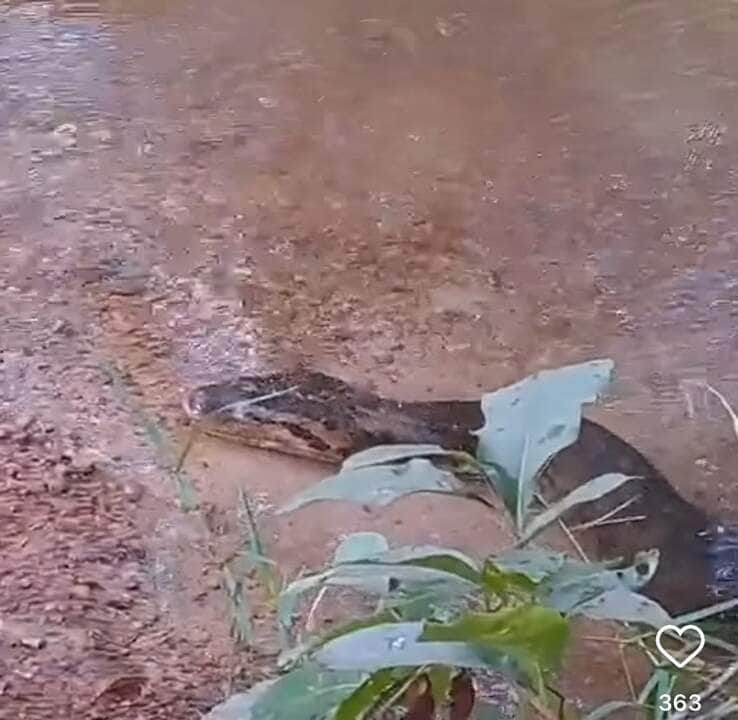 Sucuri gigante se refresca em rio cristalino: um gigante gentil em seu lar