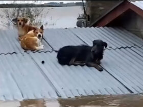 Heróis de patas: voluntários salvam cachorros em telhados inundados no Rio Grande do Sul