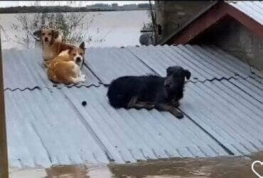 Heróis de patas: voluntários salvam cachorros em telhados inundados no Rio Grande do Sul