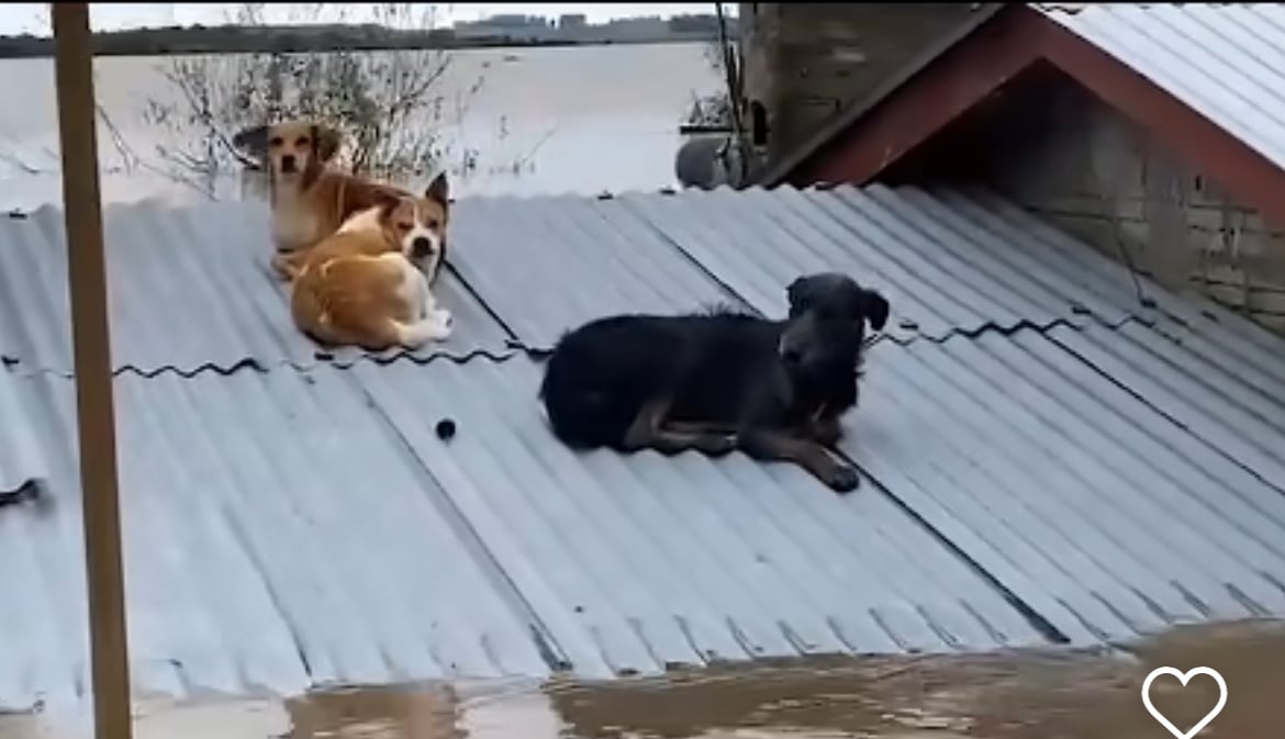 Heróis de patas: voluntários salvam cachorros em telhados inundados no Rio Grande do Sul