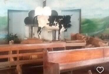 Boi encontra refúgio em altar de igreja durante enchentes no Rio Grande do Sul