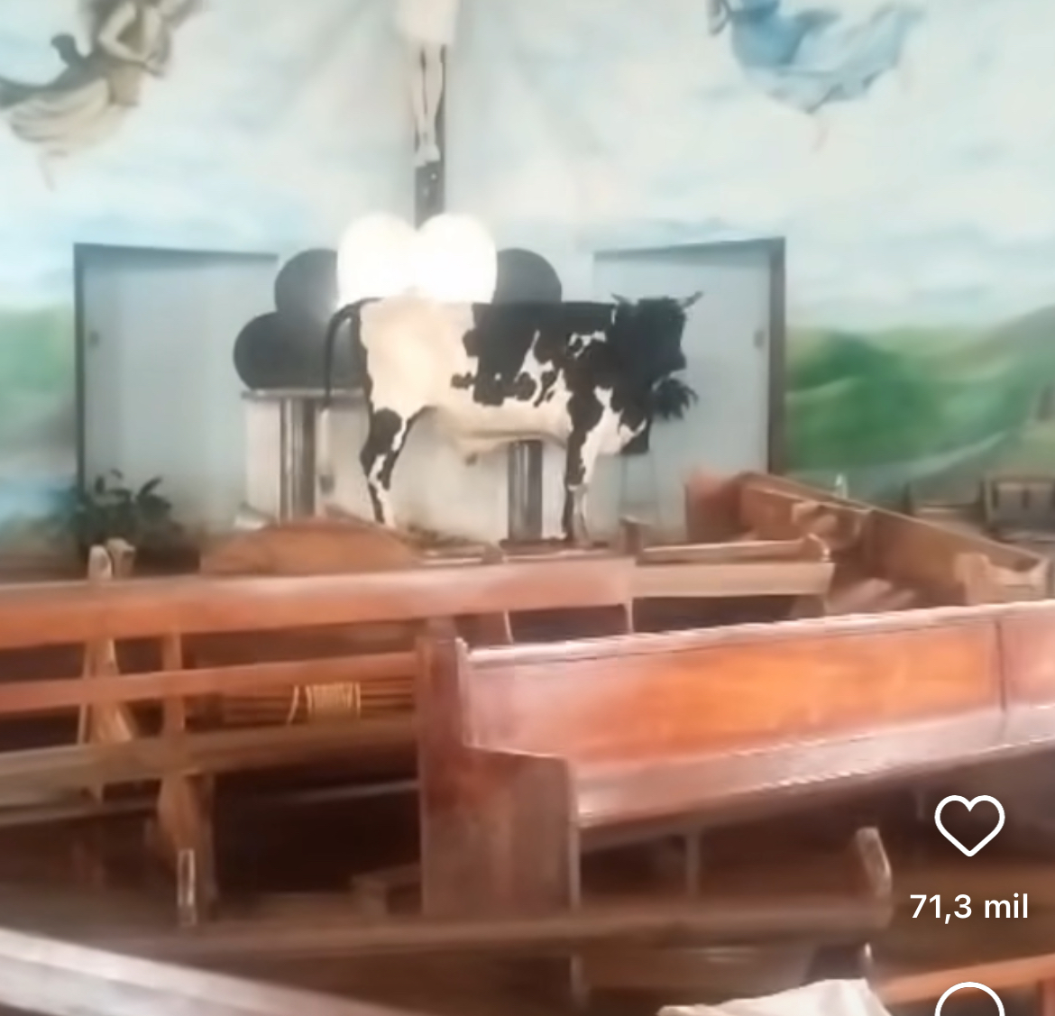 Boi encontra refúgio em altar de igreja durante enchentes no Rio Grande do Sul