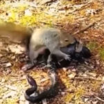 Esquilo luta contra serpente para salvar filhote; maternidade selvagem