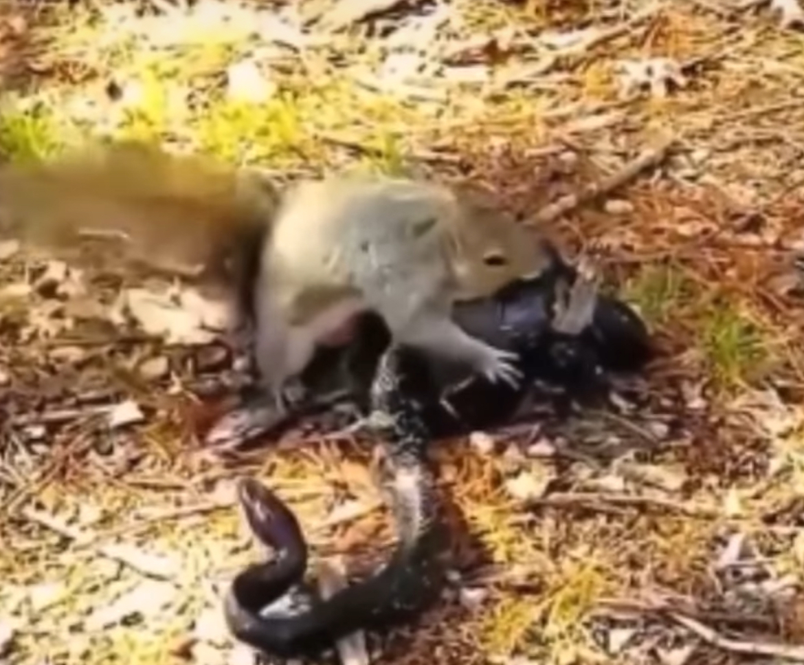 Esquilo luta contra serpente para salvar filhote; maternidade selvagem