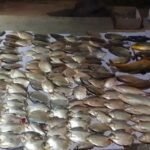 Pesca Predatória: 119 Quilos de Peixes Apreendidos em Santo Antônio de Leverger
