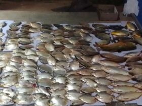 Pesca Predatória: 119 Quilos de Peixes Apreendidos em Santo Antônio de Leverger