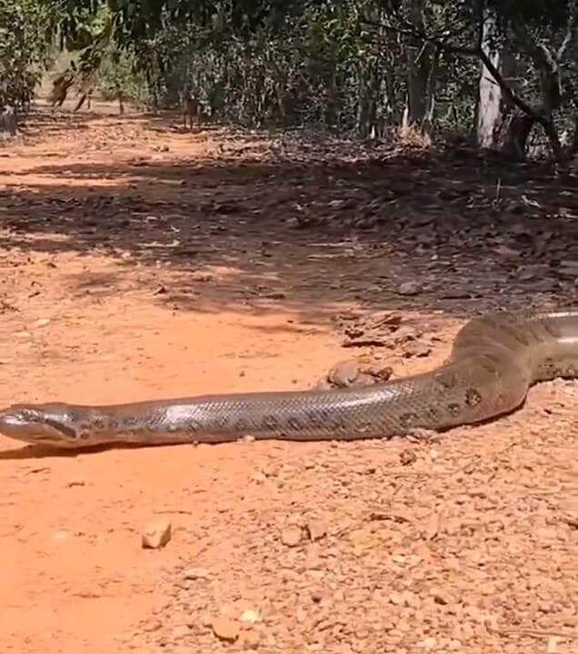 Sucuri gigante atravessa estrada e entra em represa em cena impressionante!