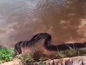 Sucuri gigante assusta moradores em rio: "meus cachorros poderiam virar lanche", diz morador