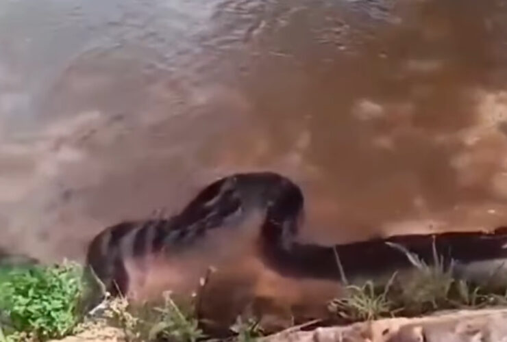 Sucuri gigante assusta moradores em rio: "meus cachorros poderiam virar lanche", diz morador