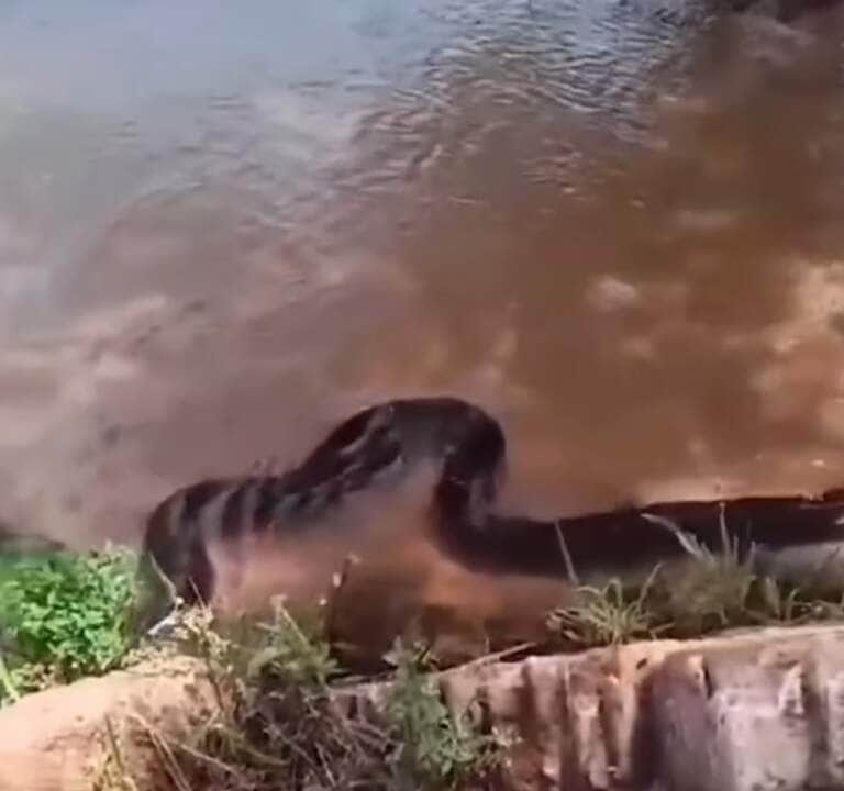 Sucuri gigante assusta moradores em rio: "meus cachorros poderiam virar lanche", diz morador