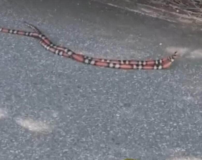 Cobras corais disputam fêmea em batalha épica; vídeo surpreendente
