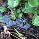 Pescadores flagram sucuri amarela 'escondida' no Pantanal; vídeo