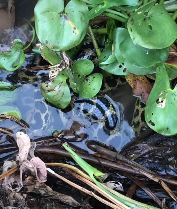 Pescadores flagram sucuri amarela 'escondida' no Pantanal; vídeo