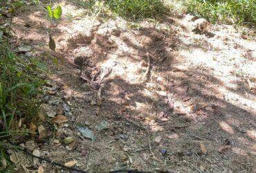 Corpo em estado avançado de decomposição é encontrado em Alta Floresta