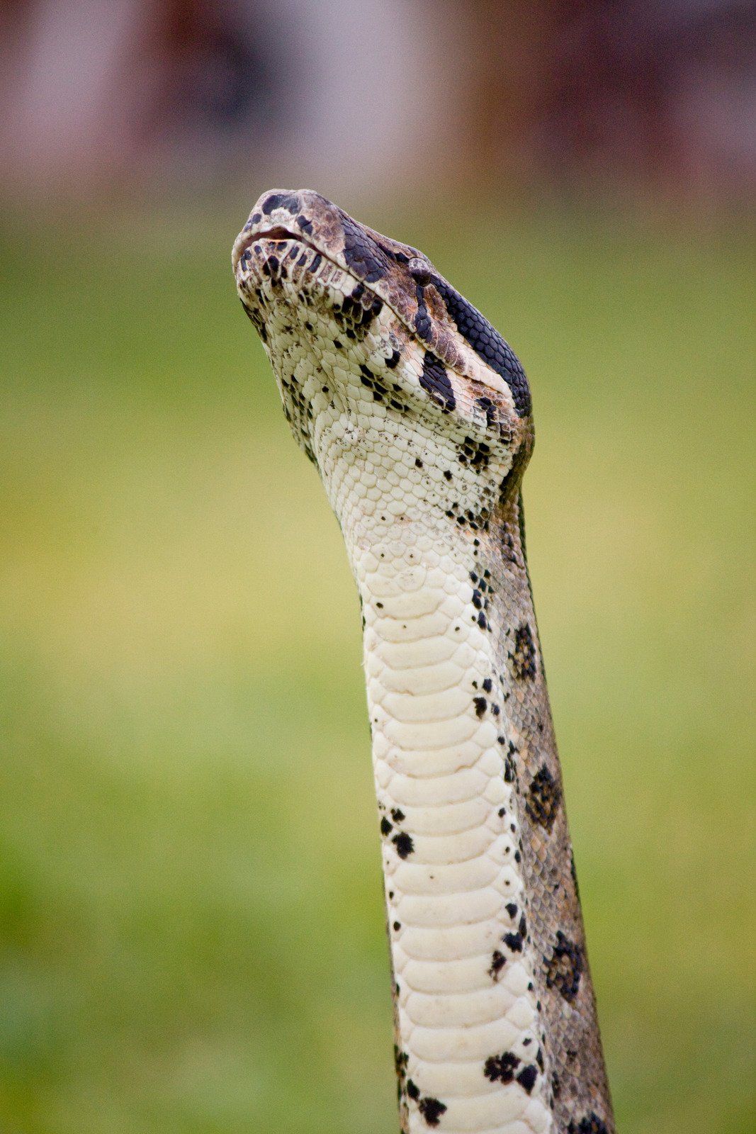 boa constrictor snake - Fotos do Canva1 (1)