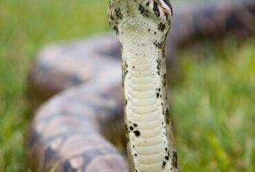 boa constrictor snake - Fotos do Canva1 (2)