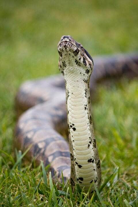 boa constrictor snake - Fotos do Canva1 (2)