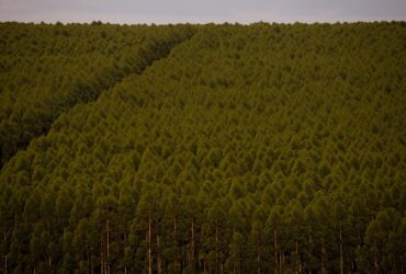 Eucaliptos, Floresta plantada Por: CNA/Wenderson Araujo/Trilux