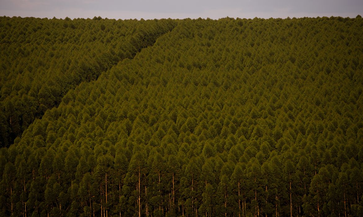Eucaliptos, Floresta plantada Por: CNA/Wenderson Araujo/Trilux