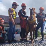 Cavalo Caramelo é resgatado depois de ficar ilhado em telhado em Canoas - Foto: Divulgação