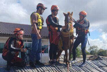 Cavalo Caramelo é resgatado depois de ficar ilhado em telhado em Canoas - Foto: Divulgação