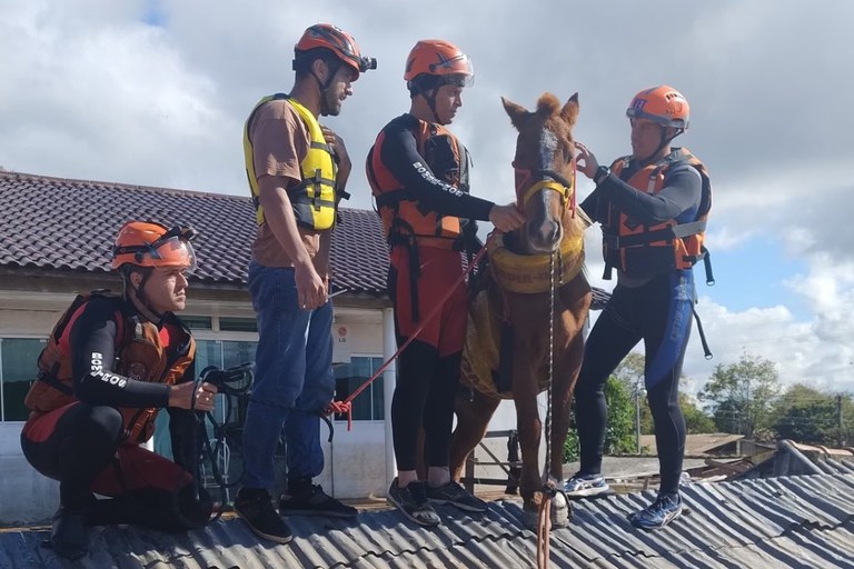 Cavalo Caramelo é resgatado depois de ficar ilhado em telhado em Canoas - Foto: Divulgação