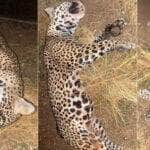Onça-pintada morre atropelada na MT-235 em Nova Mutum