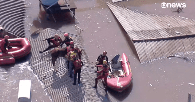 Égua Caramelo é resgatada depois de ficar ilhada em telhado em Canoas - Reprodução/GloboNews